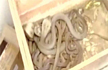 Snakes in a flat: over 70 cobras, vipers seized from house in Pune